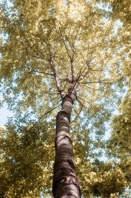 Elmar Witt Fotografie