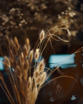 Elmar Witt Fotografie