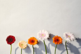 Elmar Witt Fotografie